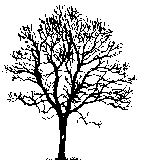 Common Ash