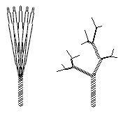 Foliage